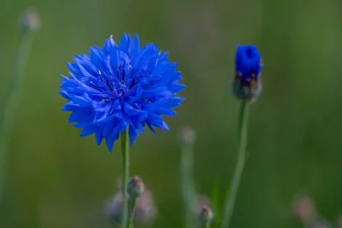 Closeup background macro close nature green of a blue flower Stock Photos