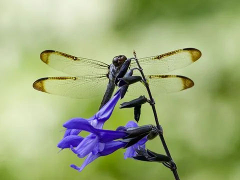 Closeup of backlighted dragonfly perched on blue salvia flower Foto stock