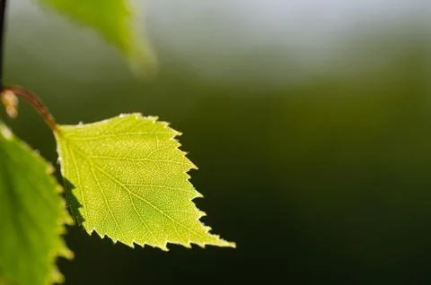 Closeup of a backlit birch tree leaf Stock Photos