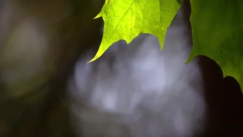 Closeup of a backlit maple leaf swaying in a summer breeze Stock Footage 338335444