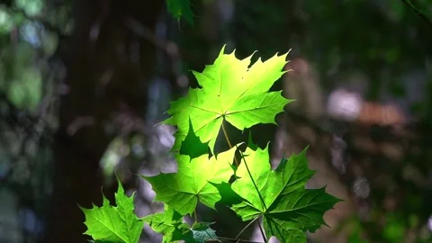Closeup of backlit maple leaves swaying in a summer breeze Stock Footage 338335845