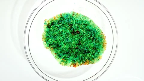 Closeup of with Bacteria, Part of Microbiome and Causative Agents of Different Stock Footage 275981412