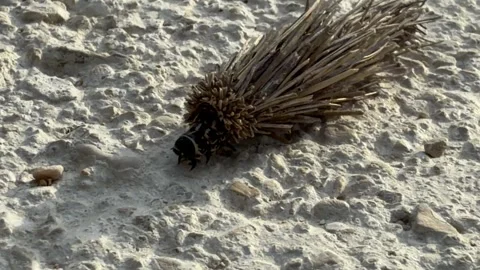 Closeup of the bagworm caterpillar moth crawling Stock Footage 341430063