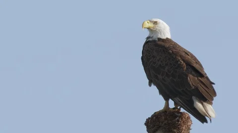 Closeup bald eagle an American symbol on a tree at Orlando wetlands in Florida Stock Footage 129032503
