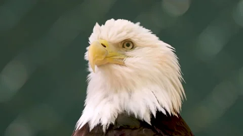 Closeup of a Bald Eagle Stock Footage 156989966