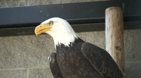 Closeup of Bald Eagle nervously looking around (High Definition) Video stock 359352