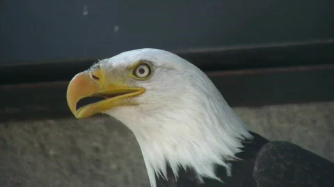 Closeup of Bald Eagle nervously looking around (High Definition) Stock Footage 359353