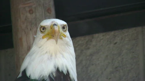 Closeup of Bald Eagle nervously looking around (High Definition) Stock Footage 359355