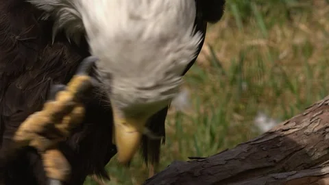 Closeup Bald eagle on tree branch scratches itchy head with talons Stock Footage 335125418