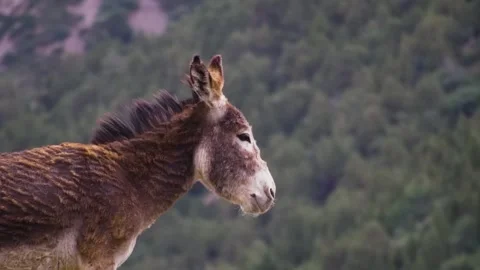 Closeup of Balearic Donkey, Native Spanish Breed From the Mediterranean Balearic Stock Footage 306615320