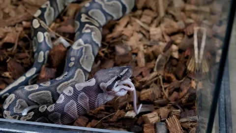 Closeup of a ball python in its enclosure swallowing a rat. Stockbeeldmateriaal 334761836