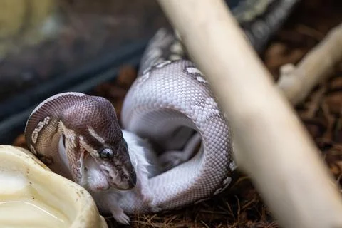 Closeup of a ball python in its enclosure swallowing a rat. 스톡 사진