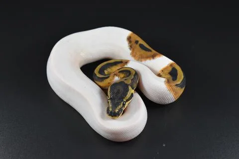 Closeup of a Ball Python 写真素材