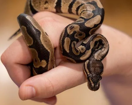 Closeup of a Ball python (Python regius) on a hand Stock-Fotos