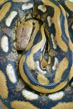 Closeup of Ball Python (Python Regius) tends to curl into a ball shape Stock-Fotos