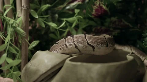 Closeup Of Ball Python - Royal Python Inside Its Cage With Green Plants. Stock-Footage 159205498