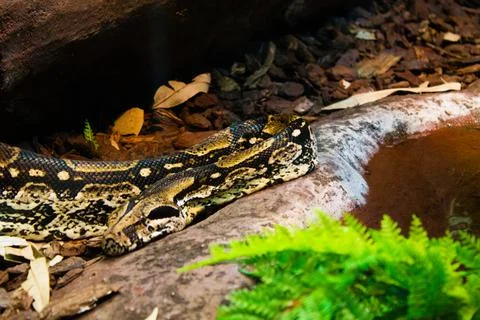 Closeup of a Ball python snake Foto stock