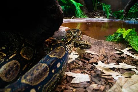 Closeup of a Ball python snake 스톡 사진