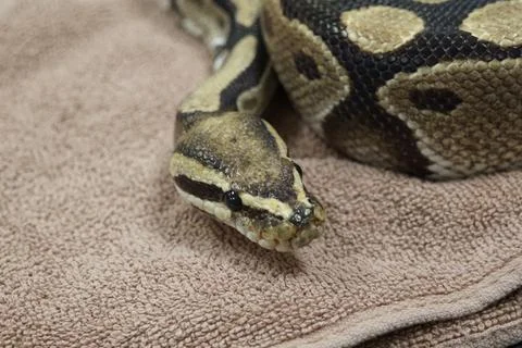 Closeup of a ball python snake on a towel 스톡 사진
