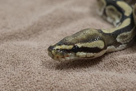 Closeup of a ball python snake on a towel Stock Photos