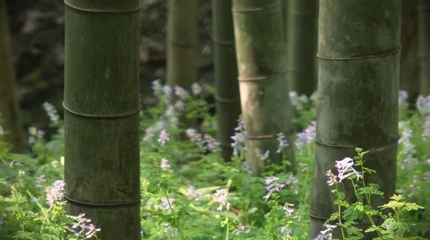 Closeup of bamboo forest Stock-Footage 50567724