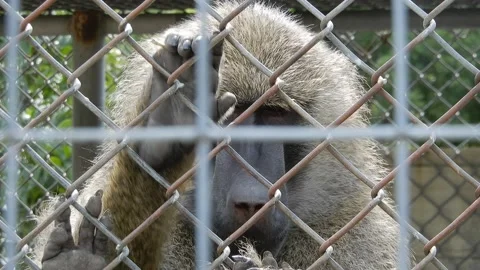 Closeup Bamboo Monkey Caged Animal Behind Two Sets Of Cages Looking Straight Stock Footage 165697270
