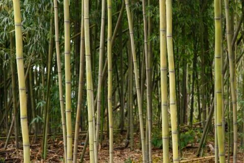 Closeup of bamboo Stock Photos