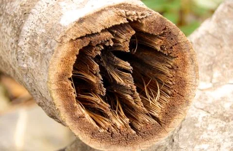 The closeup of bamboo section Stock Photos