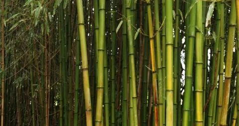 Closeup Bamboo tree Vídeo Stock 131324273