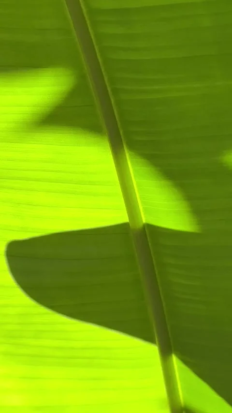Closeup banana leaf with sunlight and shadow Stock Footage 320153539