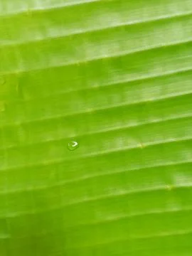 Closeup of banana leaf surface. Фото
