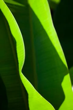 Closeup of banana leaf texture Stock Photos