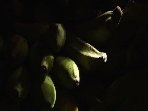 Closeup of Bananas in Amazon Jungle Rainforest Stock Footage 112940548