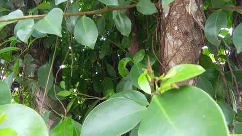 Closeup of a banyan tree Stock Footage 315283186