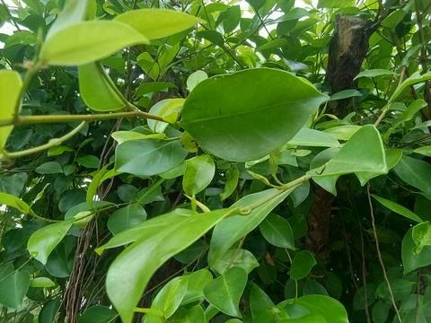Closeup of a banyan tree Фото