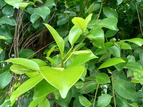 Closeup of a banyan tree Фото