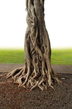 Closeup of banyan tree trunk roots with carvings. Stock Photos