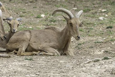 Closeup of Barbary sheep lying down in a zoo during daylight 写真素材