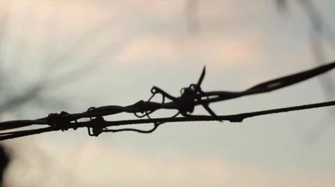 Closeup of barbed wire at dawn Stock Footage 44802654