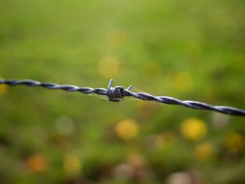 Closeup of barbed wire section with spider webs and blurry background Foto stock