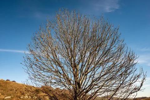 Closeup of a Bare Tree on Blue Sky with Clouds in Winter - Veneto Italy Stock Photos