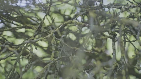 Closeup of bare tree branches swaying in wind in garden Stock Footage 246592692