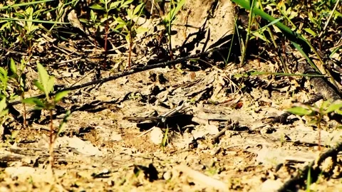 Closeup of bark and butterfly MVI 9341 450 Stock Footage 168023640