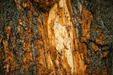 Closeup of the bark of a birch tree. Bark of tree Stock Photos