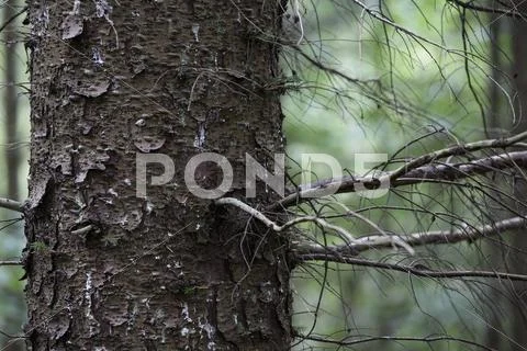 Closeup of the bark of a fir tree Stock Photos