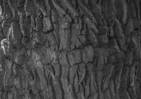 Closeup of the bark of a large tree, texture Photos