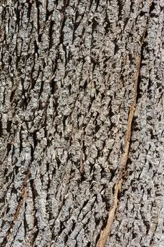 Closeup of a Bark of an Oak Tree Trunk - Background Stock Photos