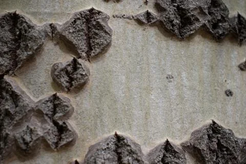 Closeup of the bark of an old pine tree Stock Photos