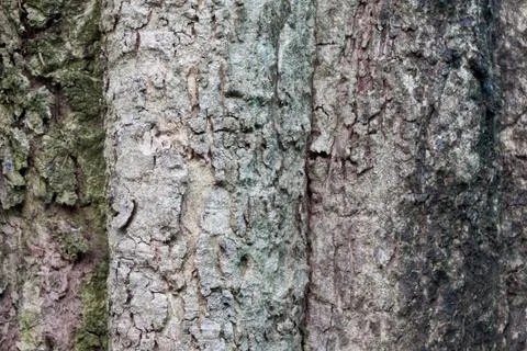 Closeup bark of old tree Stock Photos