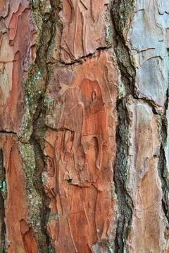 Closeup of the bark of an old tree Stock Photos